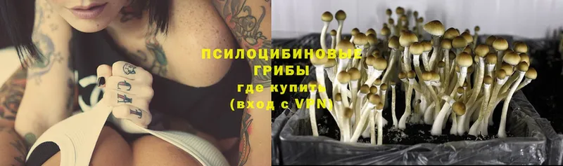 цены   ОМГ ОМГ вход  Псилоцибиновые грибы MAGIC MUSHROOMS  Каменск-Шахтинский 